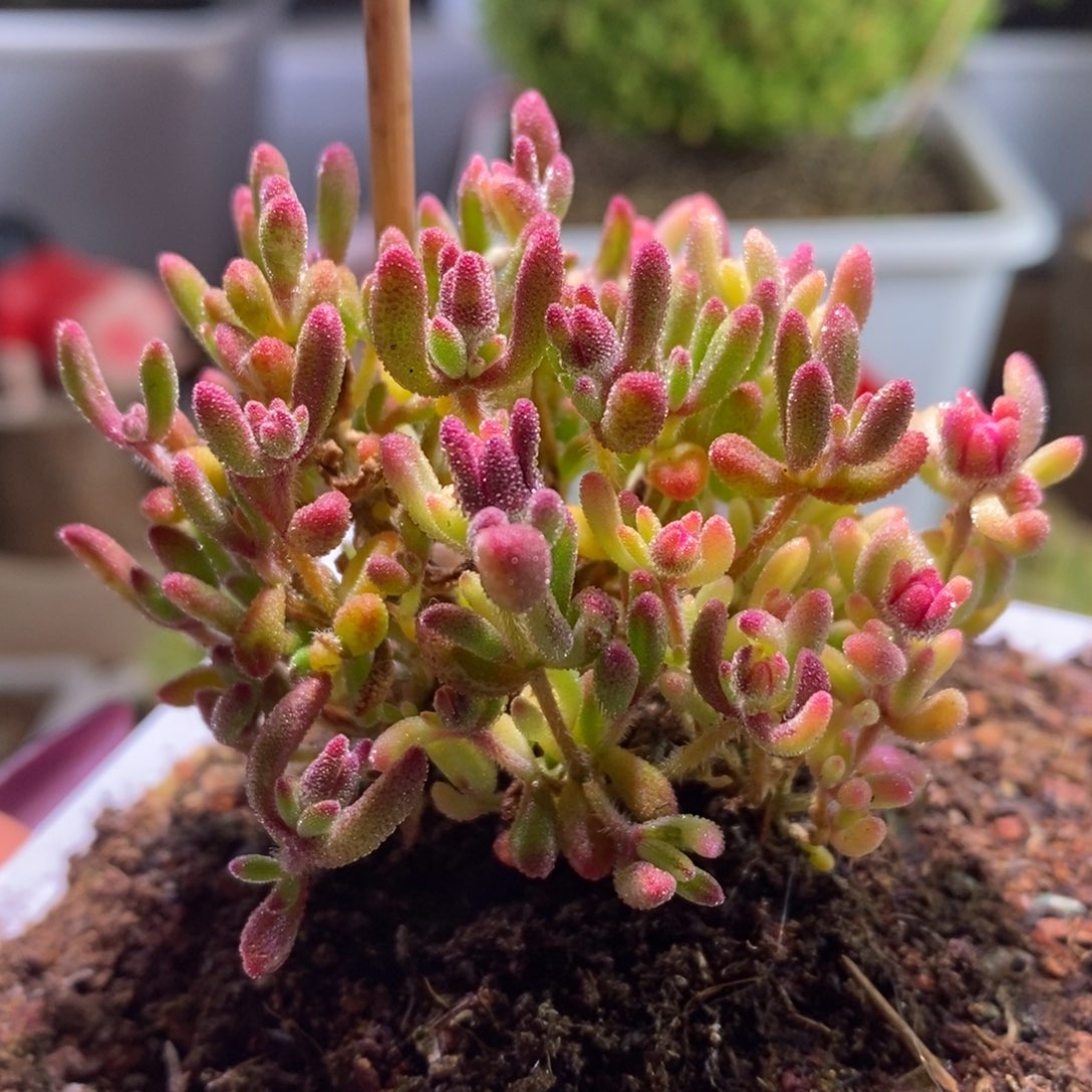 阴阳锦带盆土发货一物一拍