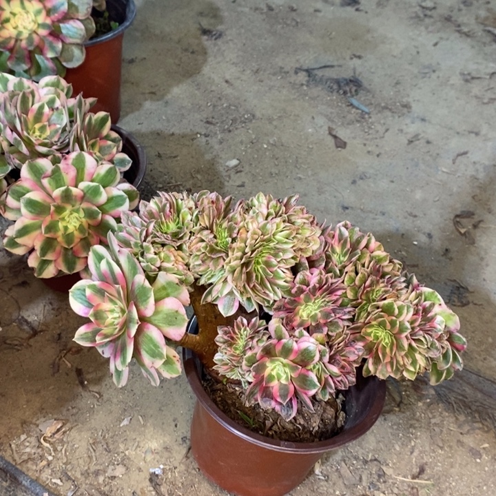 倾城缀多肉植物29。 