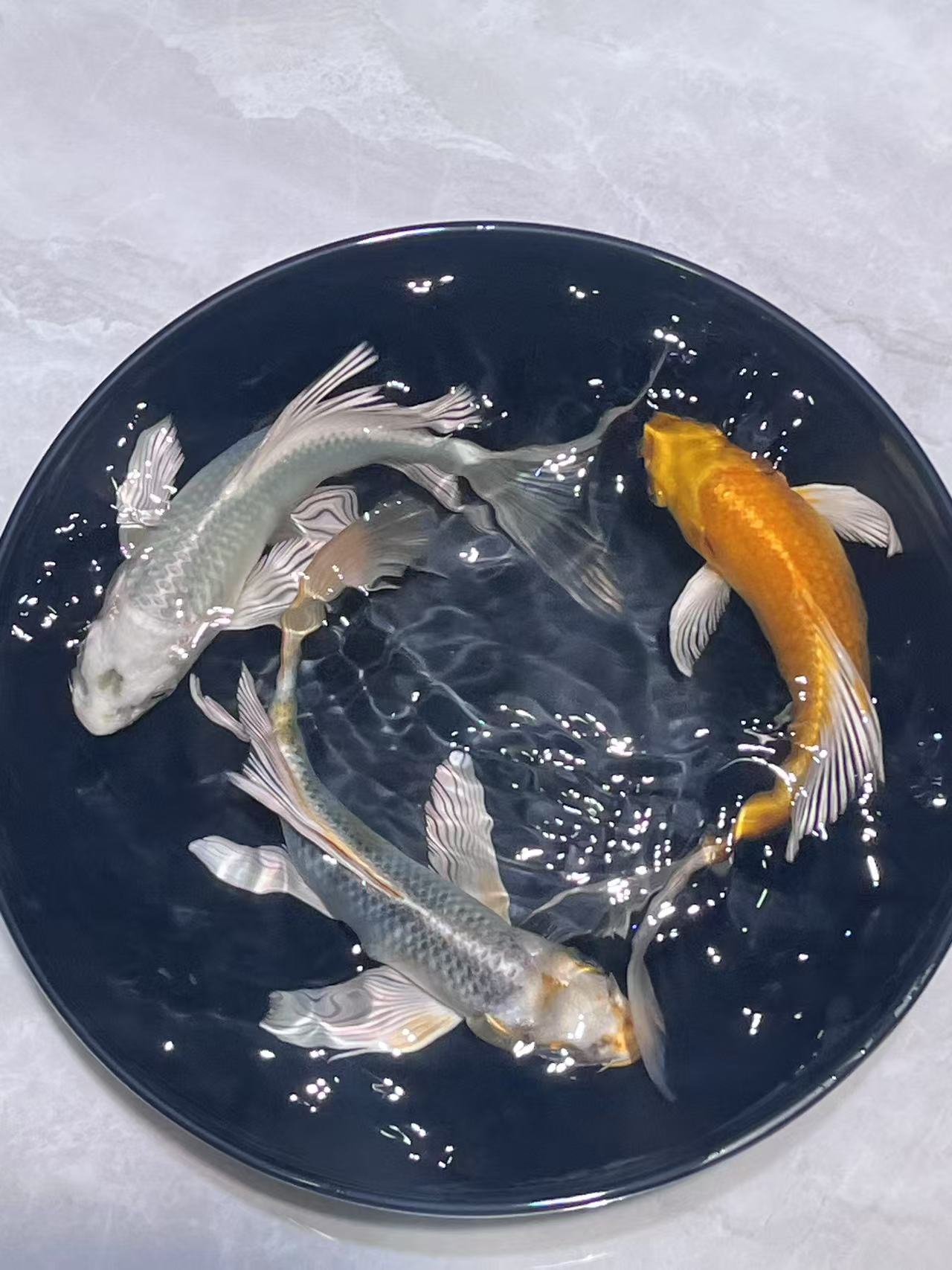 301-400号玛雅色蝴蝶鲤锦鲤金鱼宠物鱼活体观赏鱼