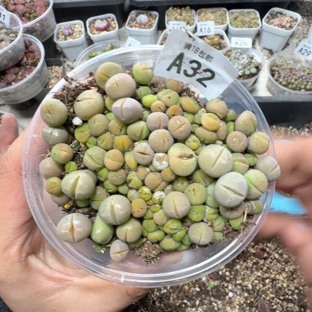 A32。春桃一盒 好看