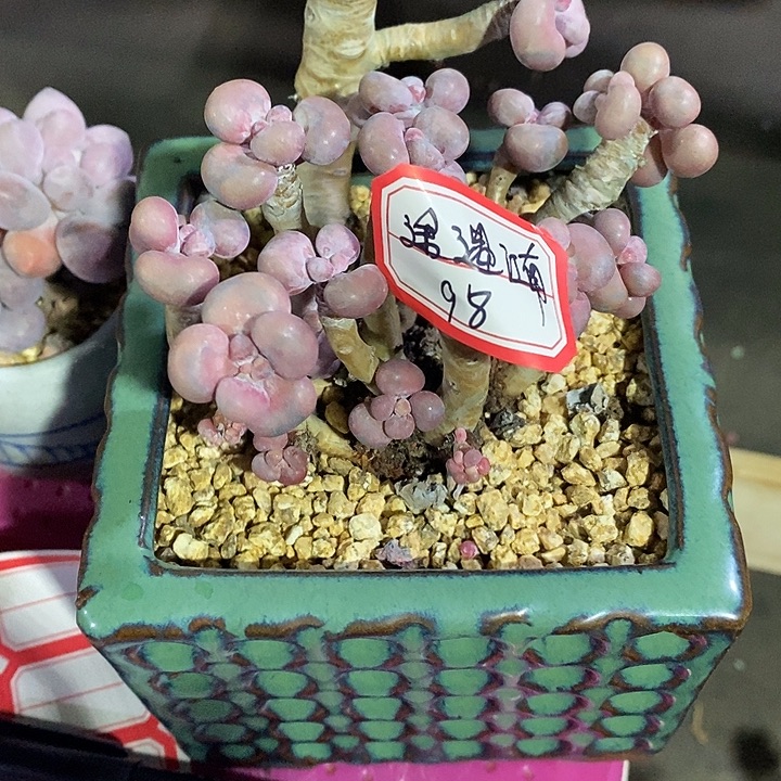 权***）胭脂精品多肉桃蛋