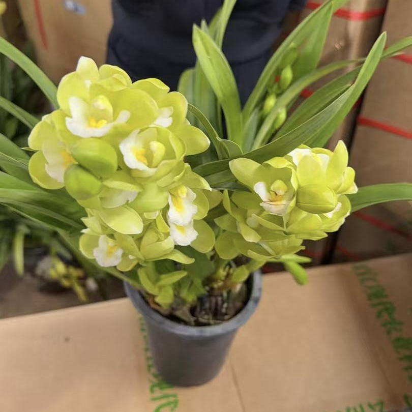 【219】大花蕙兰盆栽室内花卉新宠好养四季开花花卉发货快