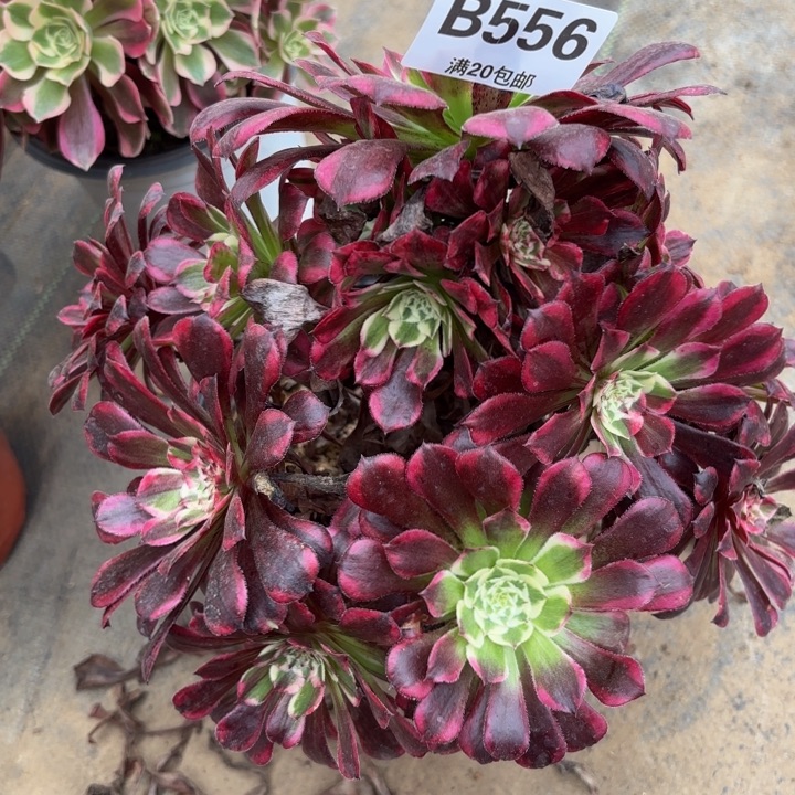 瑞妈多肉植物，556.