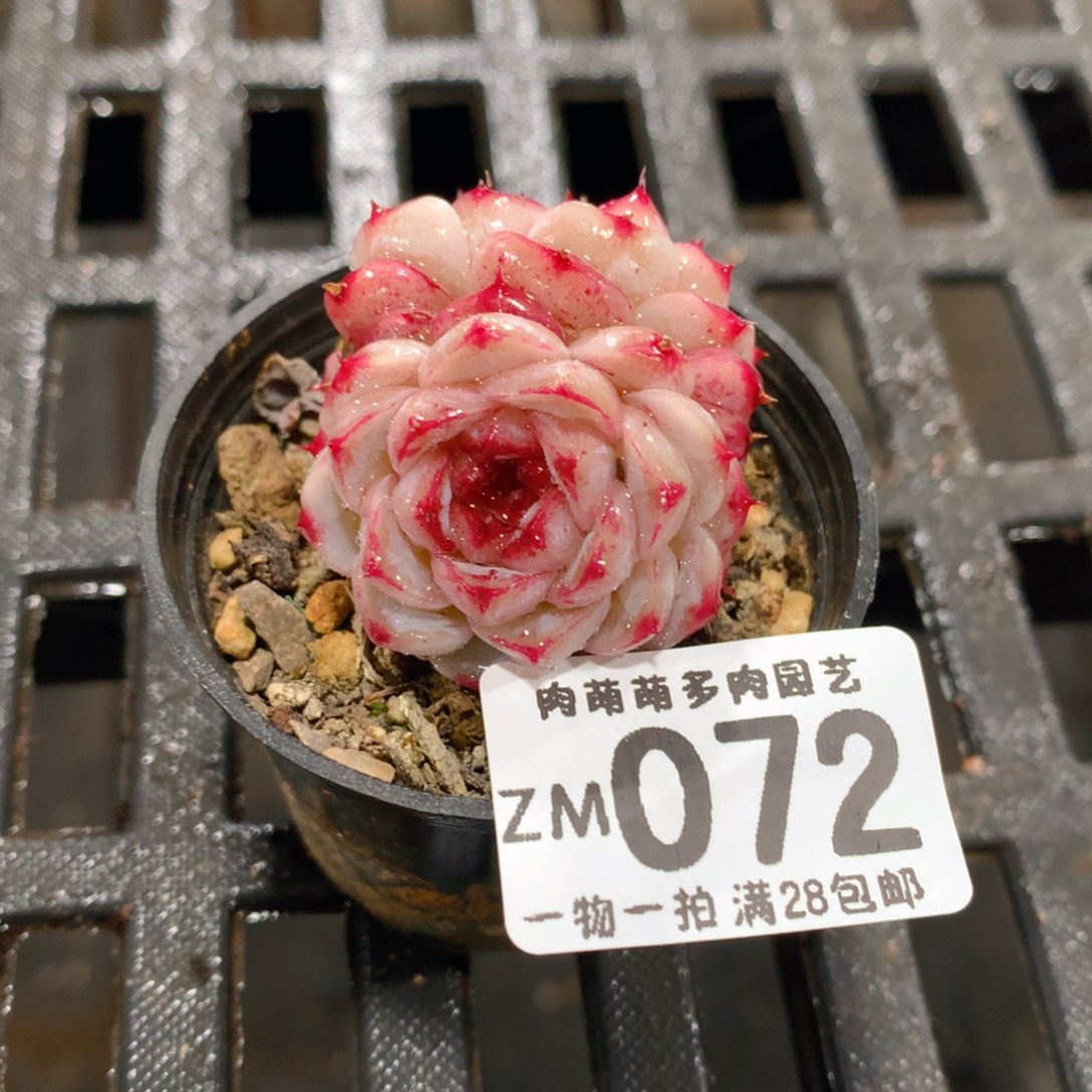 肉萌萌拇指盆精控多肉ZM072