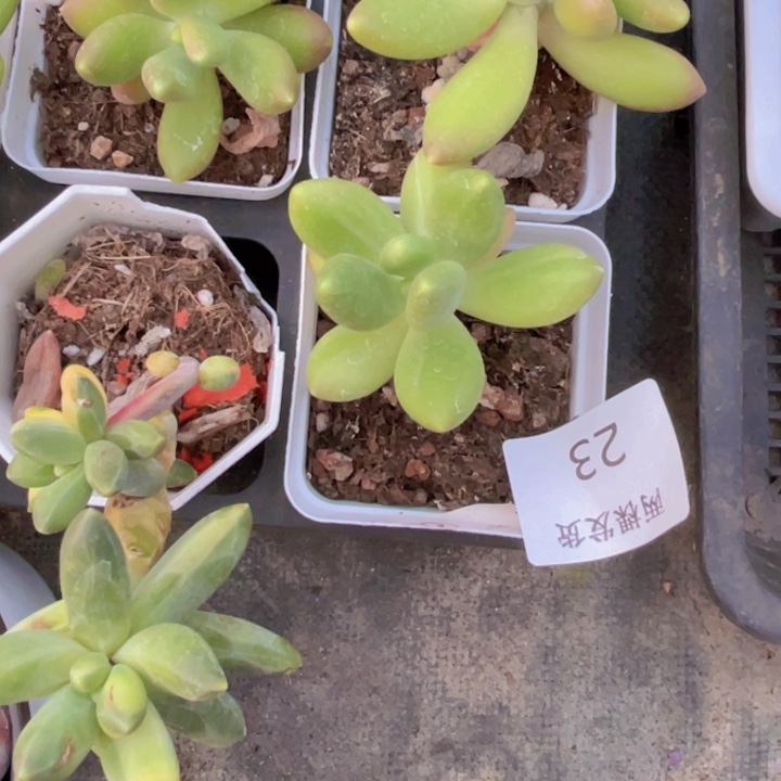 芒果奶拉丝锦多肉植物23