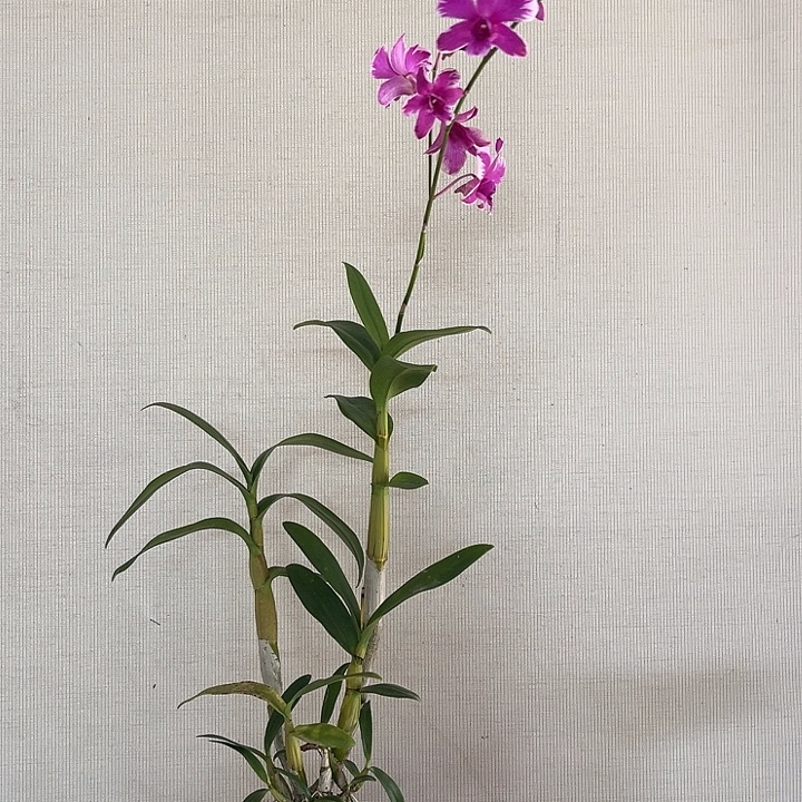 当前无花朵，栽培后可花朵瀑布泼731