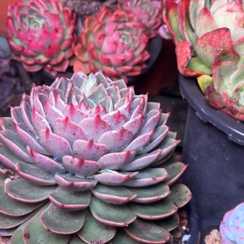 用****8多肉植物的植物