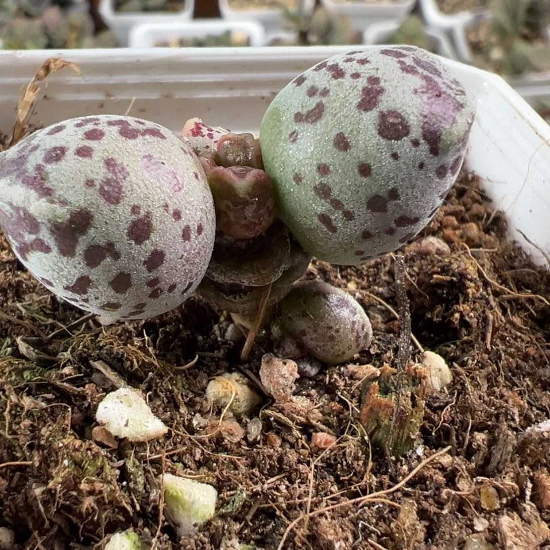 达摩海豹单头纯木质桩多肉植物