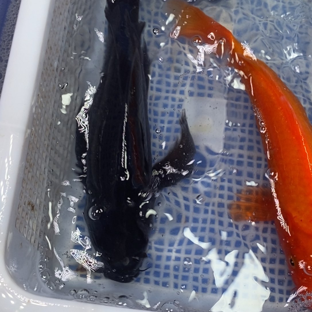 锦鲤冷水锦鲤包邮