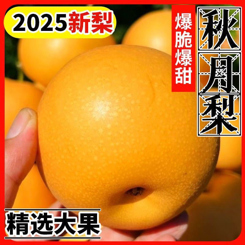 头茬秋月梨新鲜现摘脆甜多汁应季水果