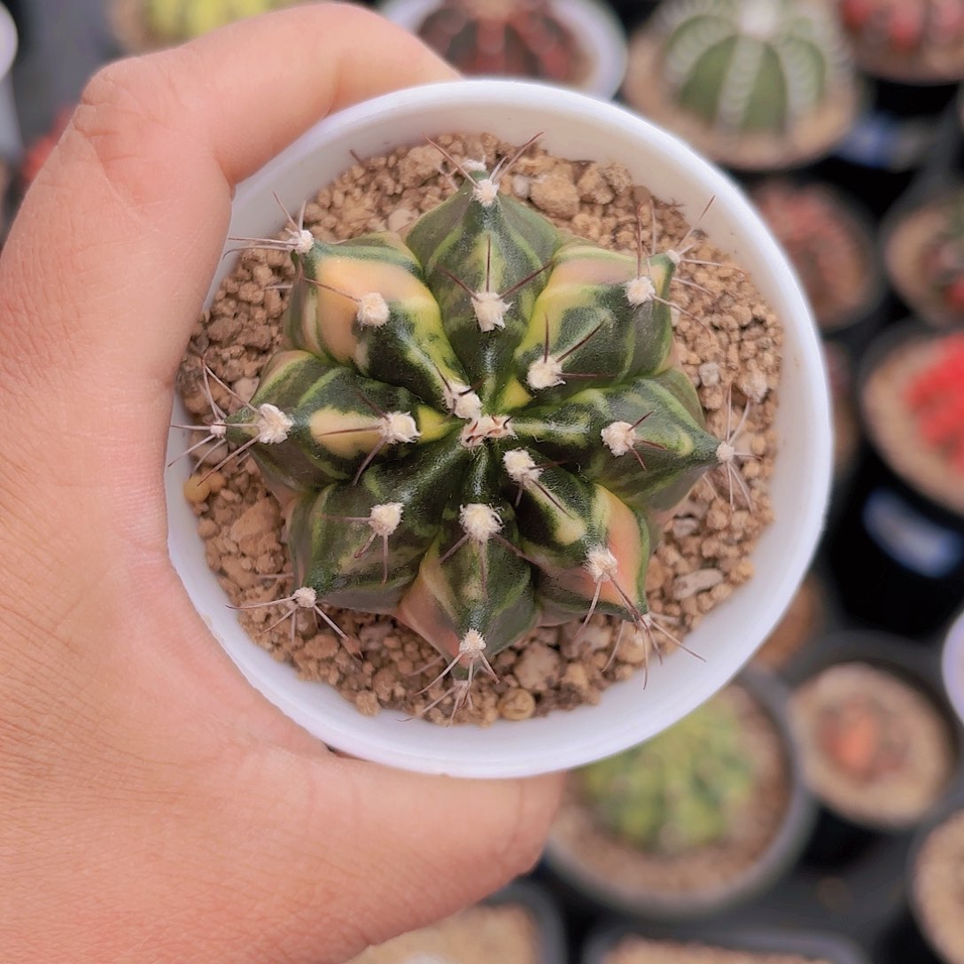 泰系米哈复棱仙人球280