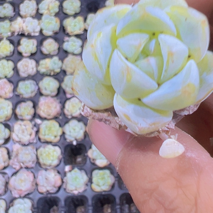 粉天使精品多肉植物