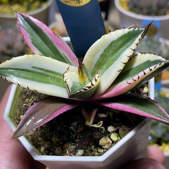 549龅牙龙锦福利一物