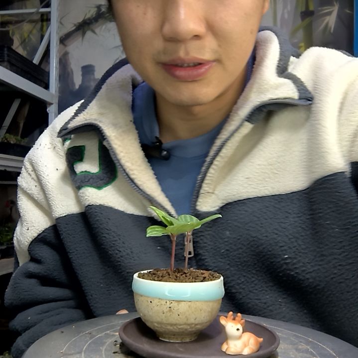 梁*中青园艺一物一拍花437