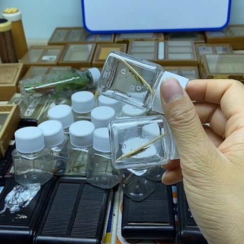 柬埔寨加怪叫各一