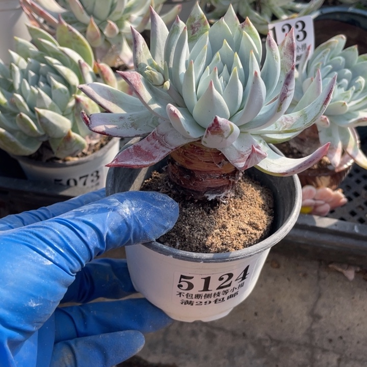 124号雪山杂多肉