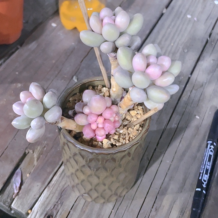 骄*多肉植物多肉植物