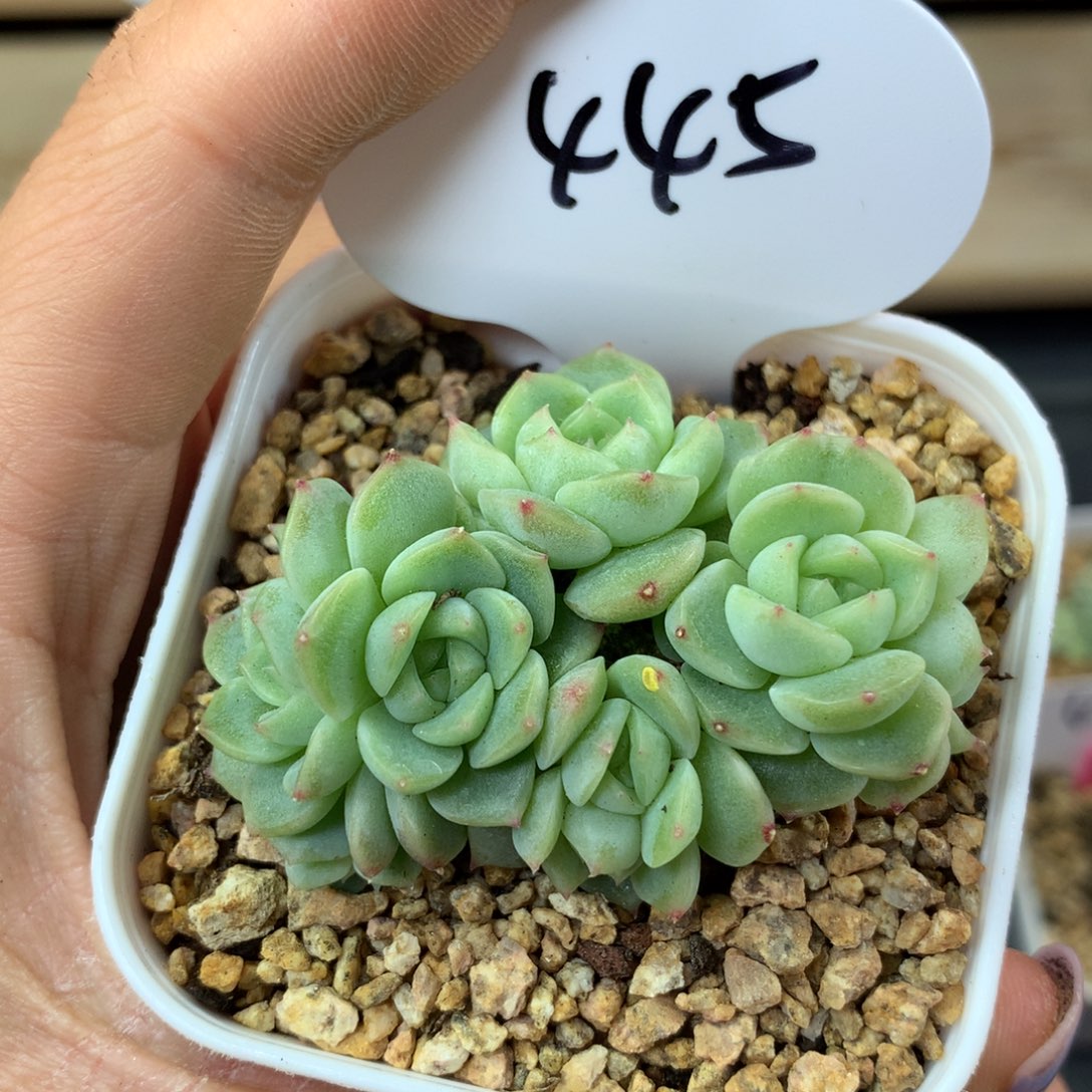 财富密码9头无砍群445