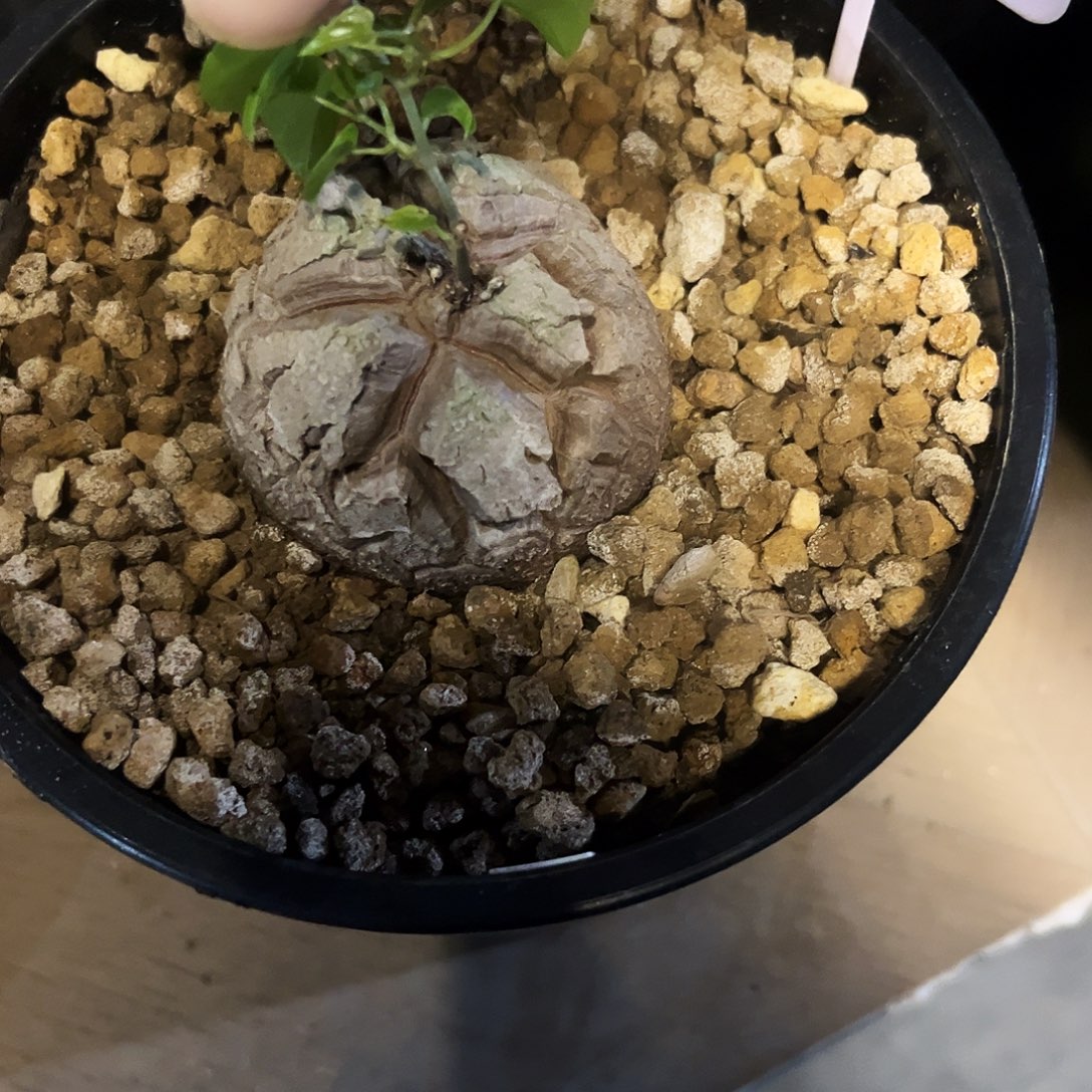 503龟甲龙674775788