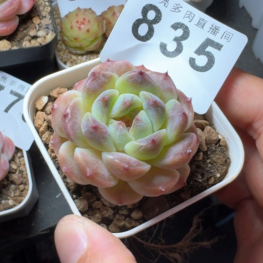 西瓜冰魄            多肉植物