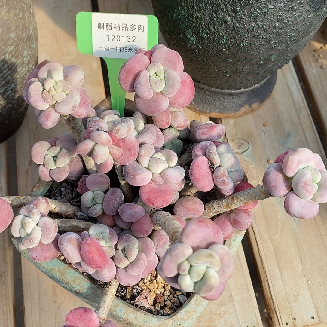 132透气莉莉咯偶我托