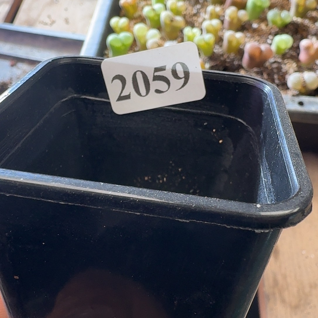 皮***丘2059皮卡丘25颗红风铃