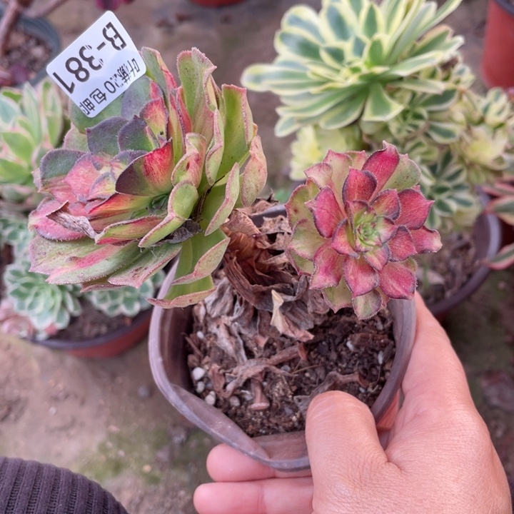 381龙鳞多肉12344678多肉