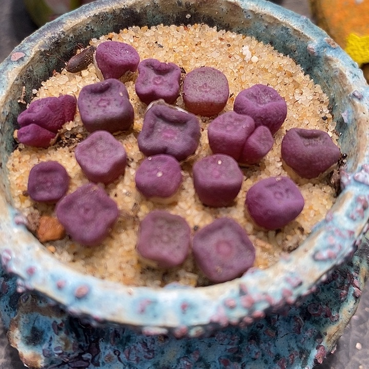单头紫方碗1颗发货带老皮