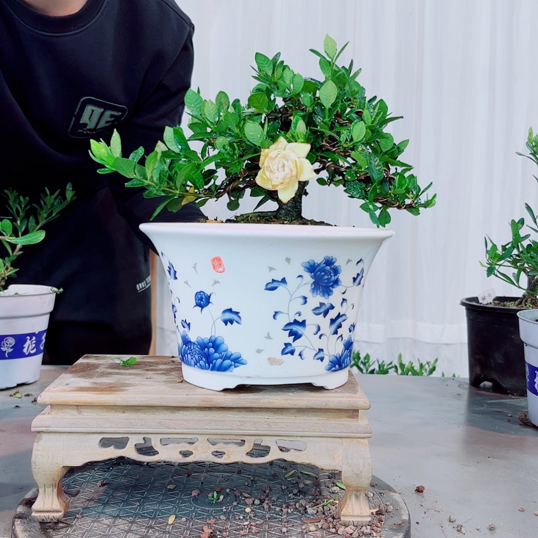 鉯****法莲栀子花贴画盆