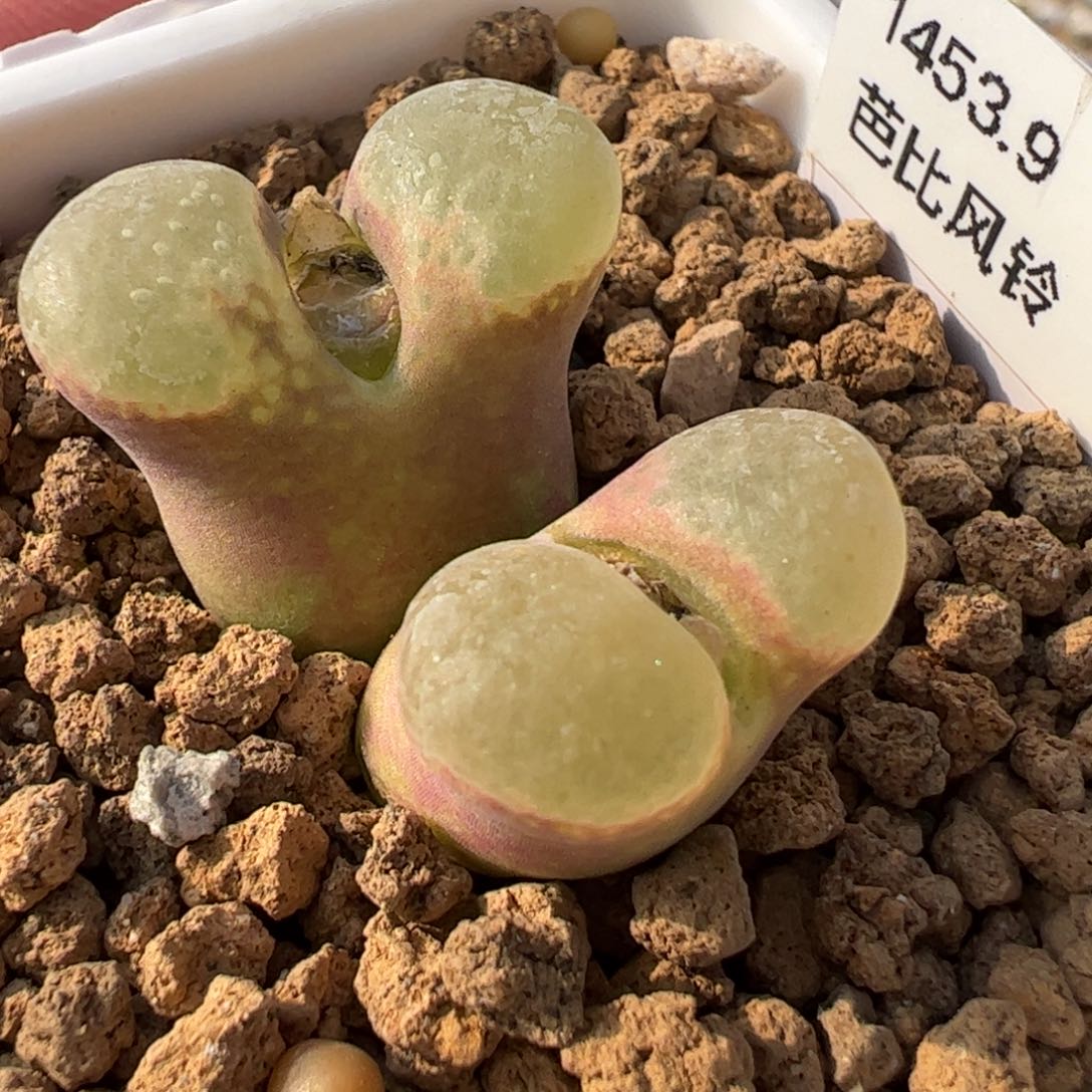 芭比母本多肉植物百科