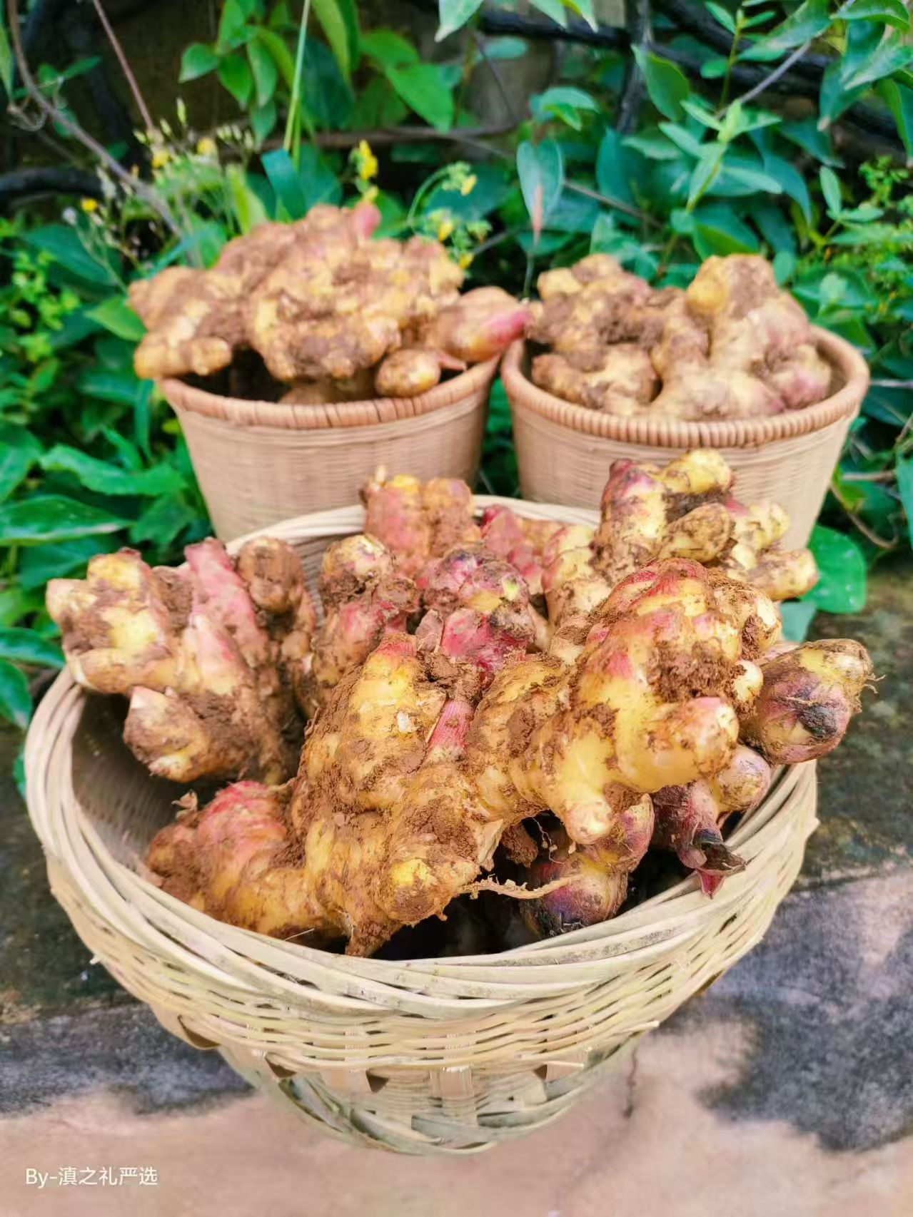 云南小黄姜 大块整块老姜（2025年）现挖生姜老姜月子姜Q4