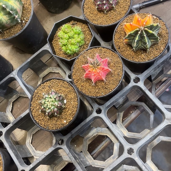 晴**里仙人球好好看好漂亮100