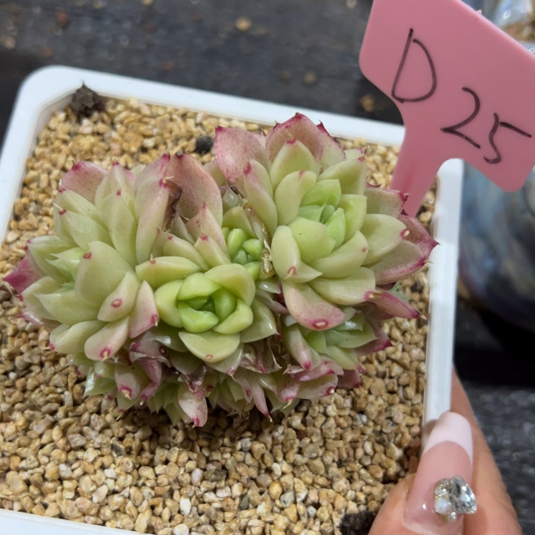 多肉植物一物一拍