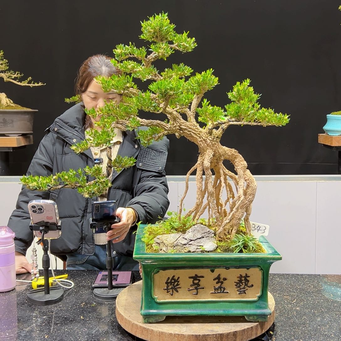 四季常青老桩黄杨盆景