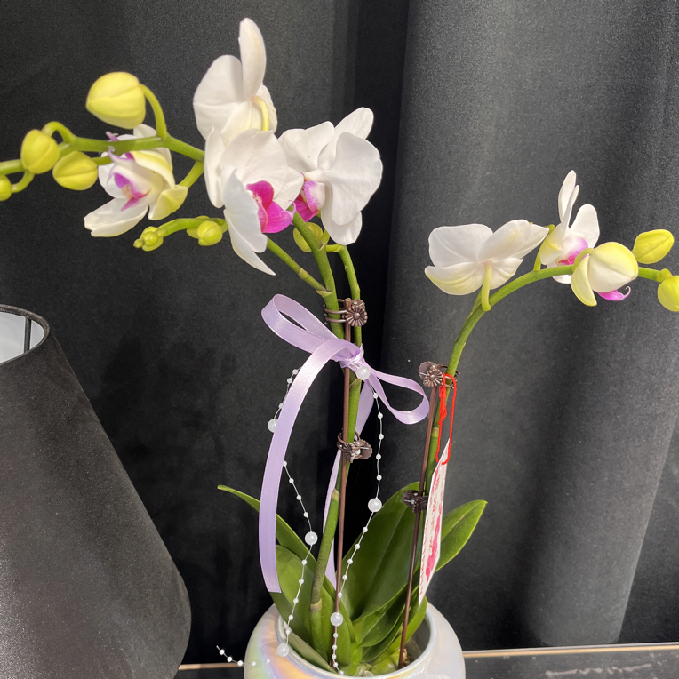 单盆国风 蝴蝶兰