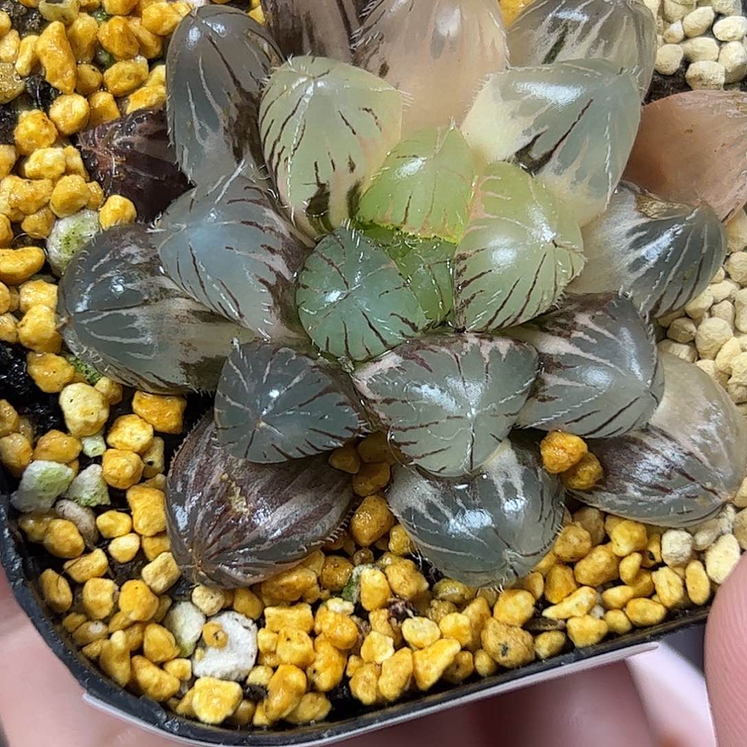 蓝镜锦十二卷多肉植物458