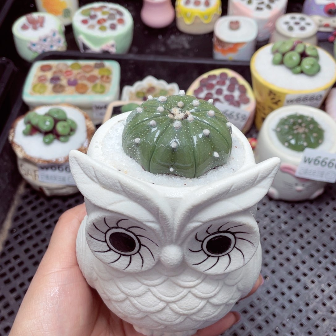 w6668 -零下地区拍保温箱-15支持寄养