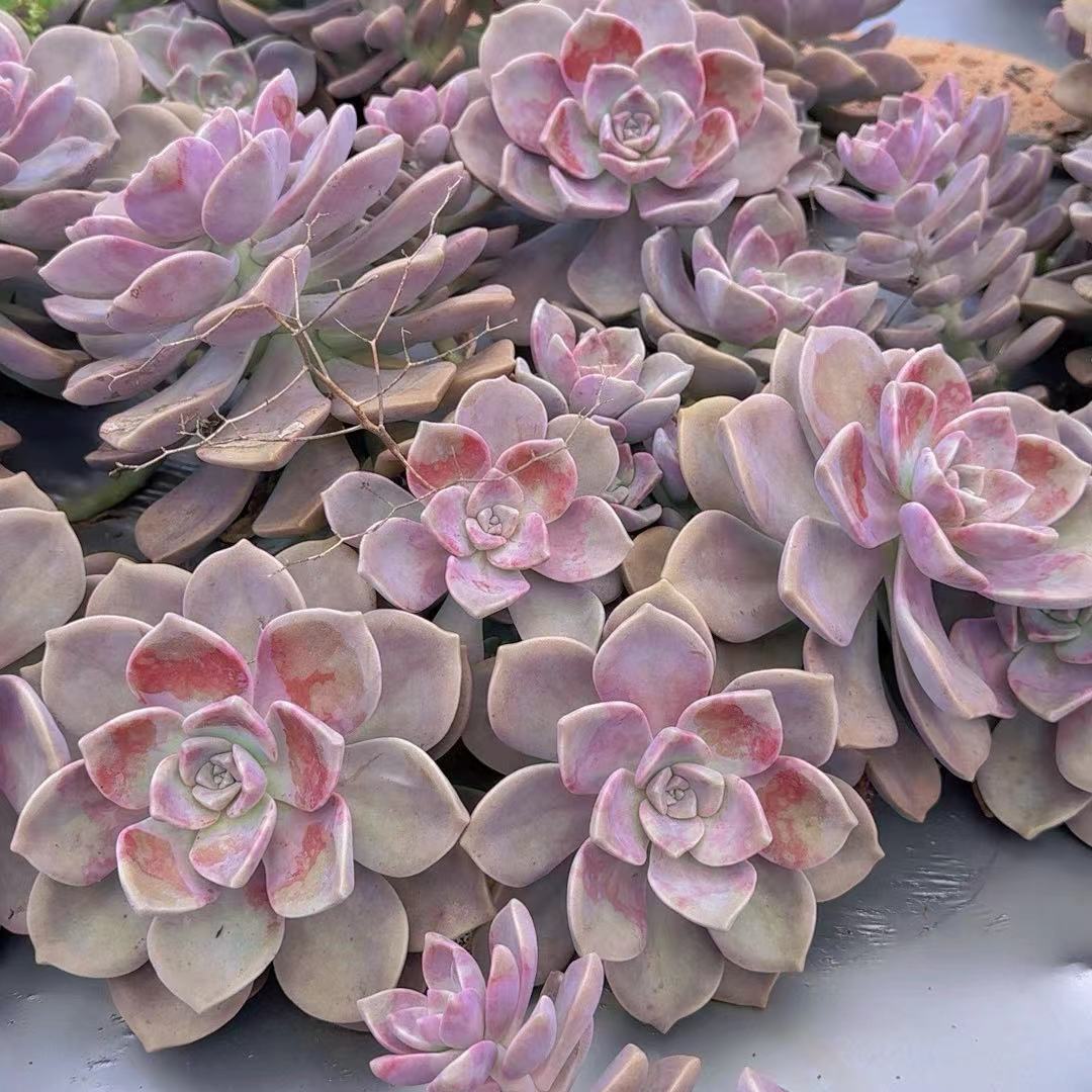 紫乐 新手必拍 好看好养 多肉植物云南发货