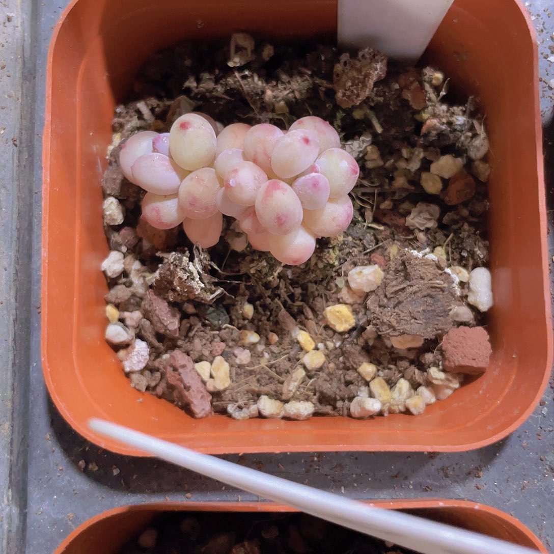 ?**光萤火虫e035一物一拍