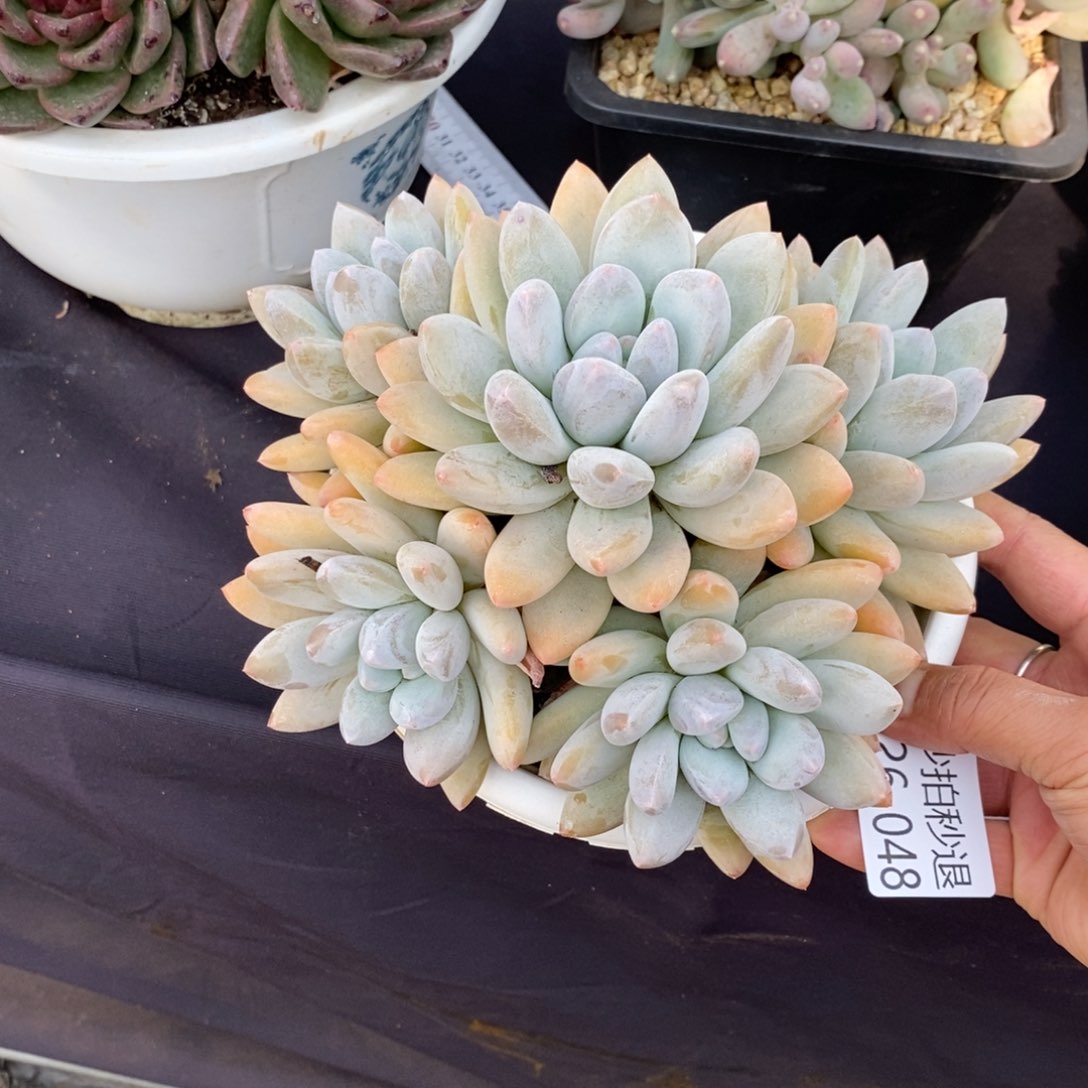 简**…两单包邮1126-48香锁