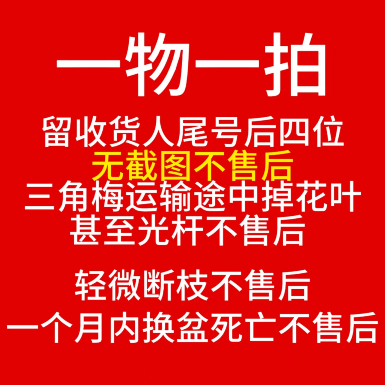 三角梅【一物一拍】扣尾号后四位（收到落花掉叶，光杆属正常不售后 ）