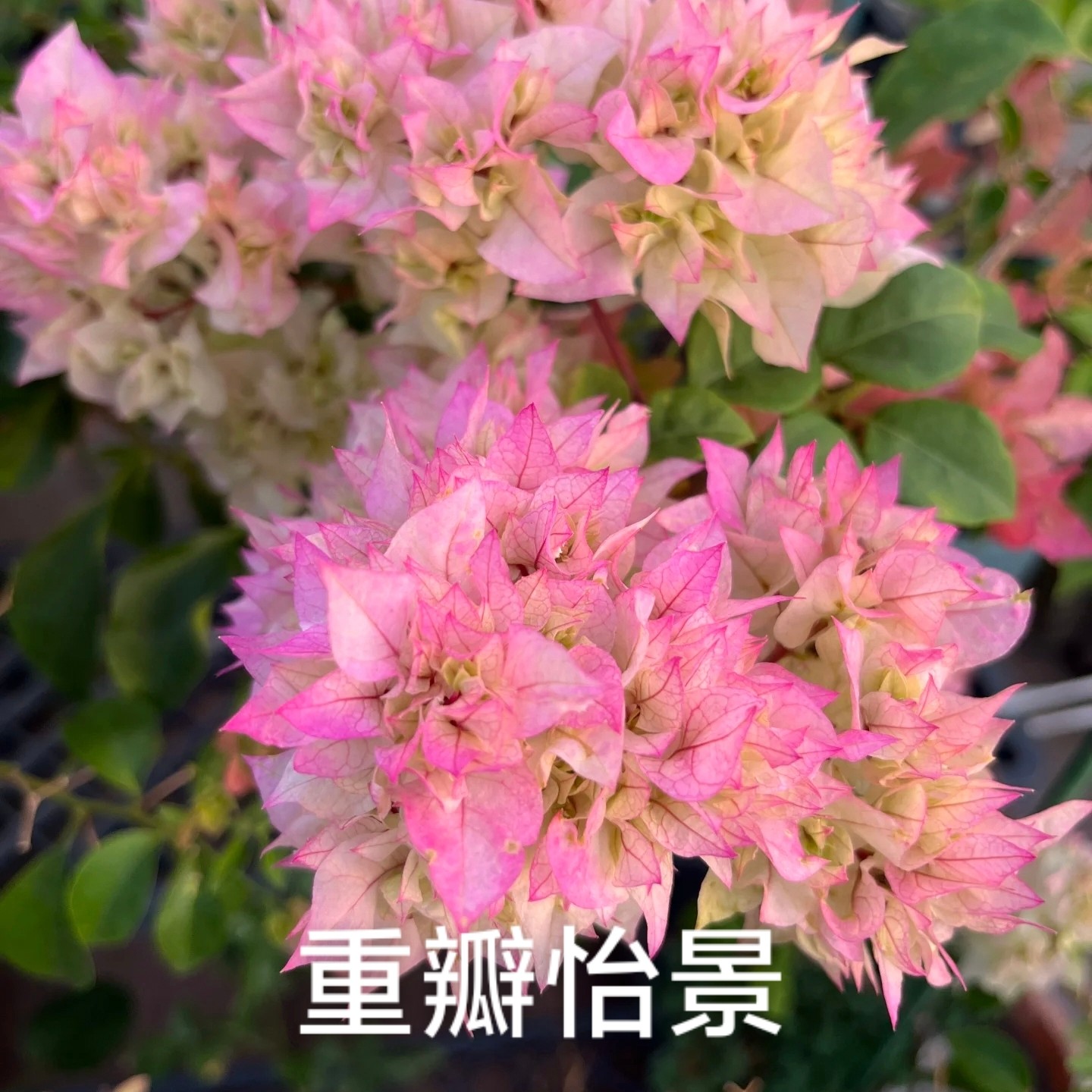 重瓣怡景三角梅四季勤花可爬藤可垂丝适合基地阳台庭院好养护