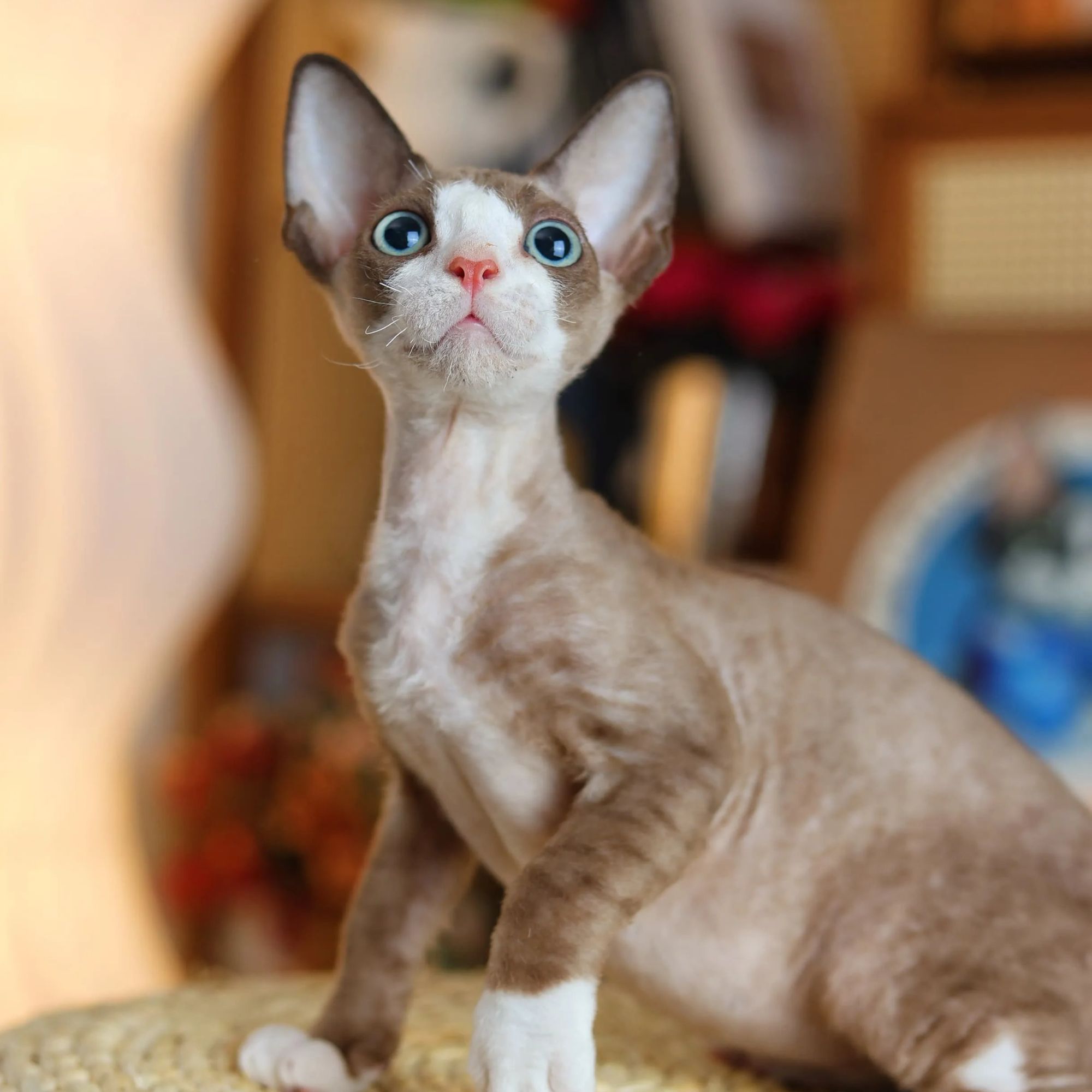 咖糖 咖白 开脸 弟弟 德文卷毛猫