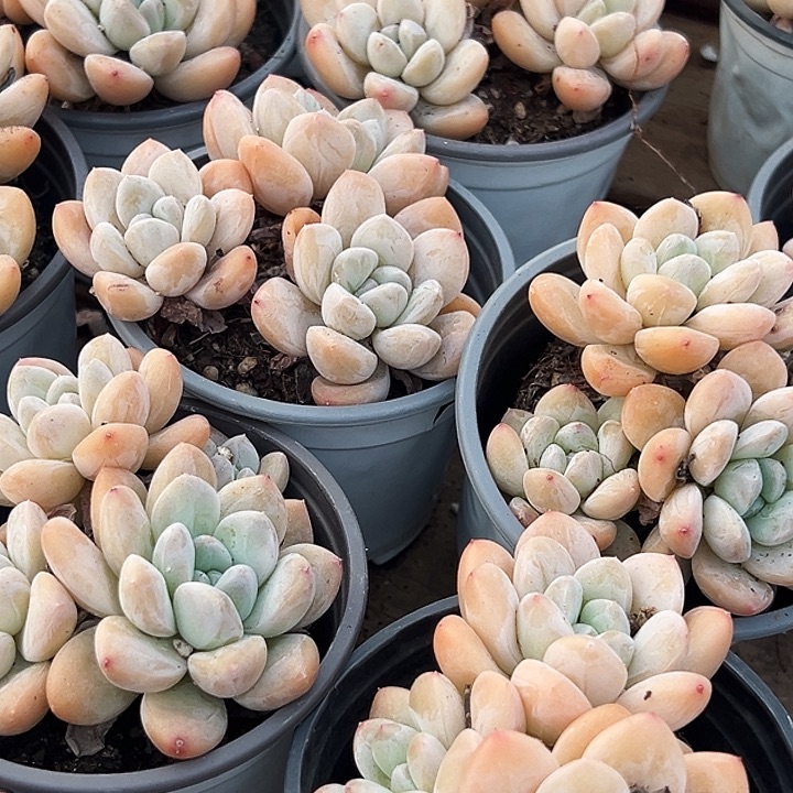 团  093   多头  奶油美人