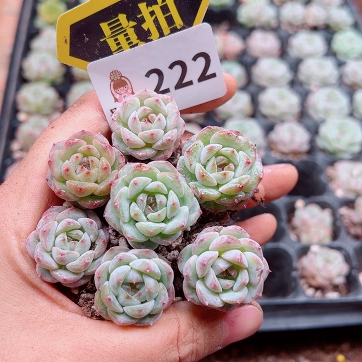 多肉植物多肉植物