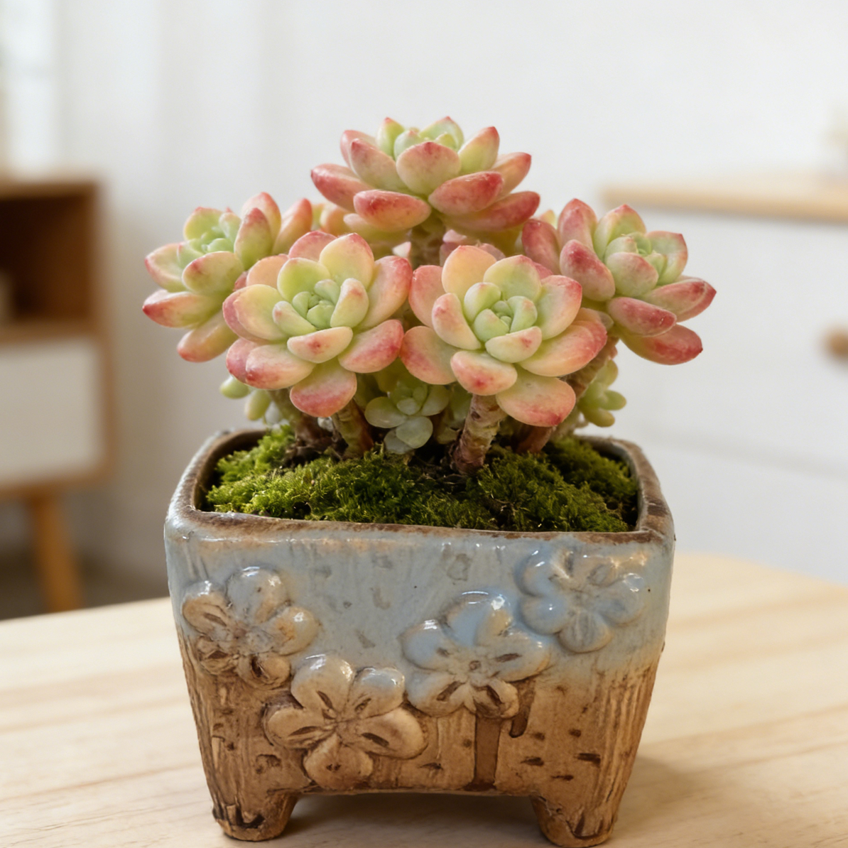 透气不积水陶瓷多肉花盆直径8.4cm高6.9cm桌面复古风绿植花器透气