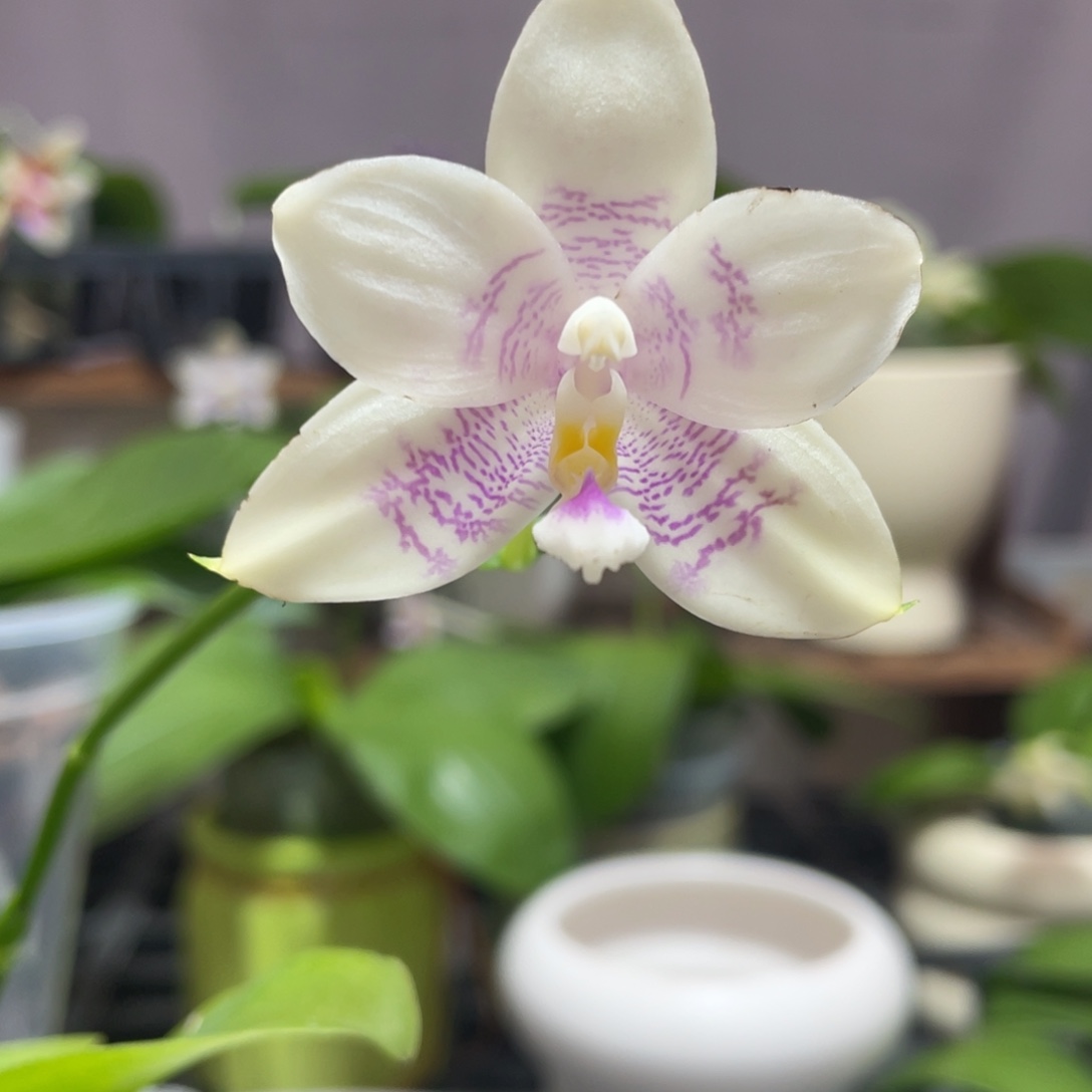 完全开放10叶瑕花期不保
