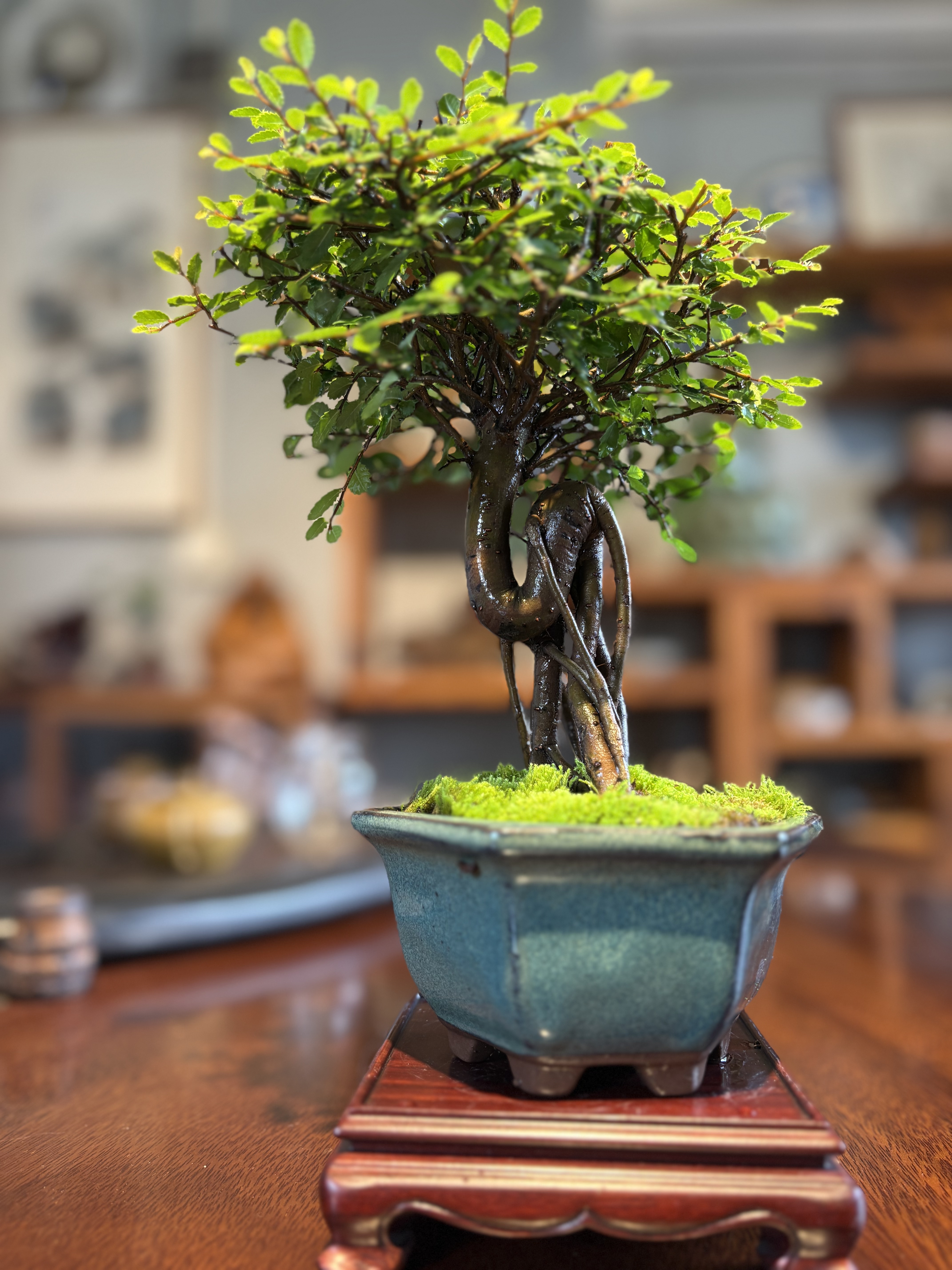 骆驼榆茶台办公桌小品