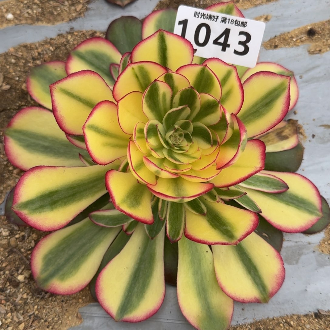 1043荔枝多肉植物