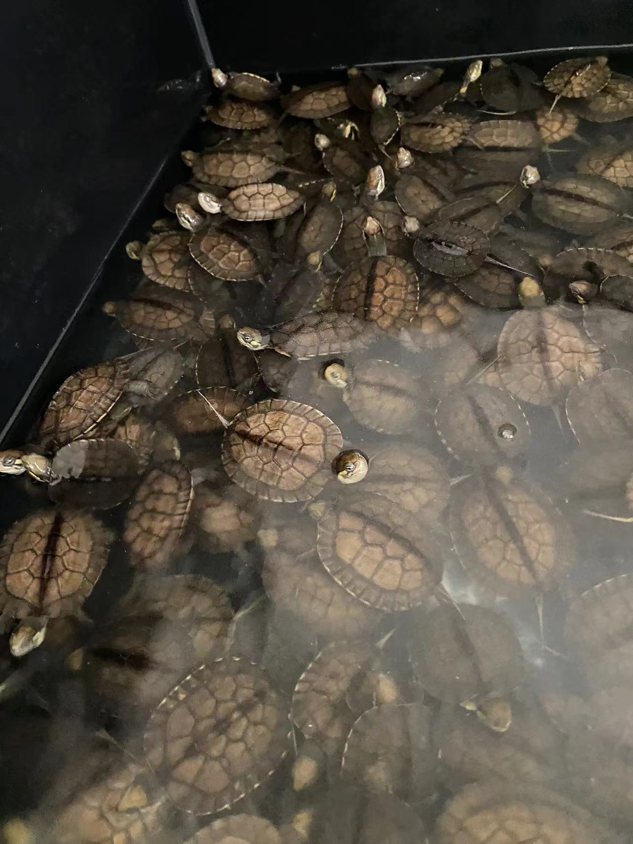 南石龟，石金钱龟，南种石金钱龟。